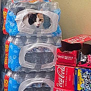 Callie is registered to the contest to win money with this photo: animal, beverage, carpet, cat, coca_cola, container, curiosity, floor, hiding, household, indoor, packaging, peeking, pet, plastic_wrap, playful, soda_boxes, stack, wall, water_bottles