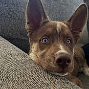 Gunny joined the competition — help win amazing prizes! dog, puppy, blue_eyes, brown_fur, large_ears, close_up, indoor, couch, resting, curious, pet, animal, face, snout, texture, cozy, furniture, relaxing, young_dog, portrait