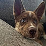 dog, puppy, blue_eyes, brown_fur, large_ears, close_up, indoor, couch, resting, curious, pet, animal, face, snout, texture, cozy, furniture, relaxing, young_dog, portrait