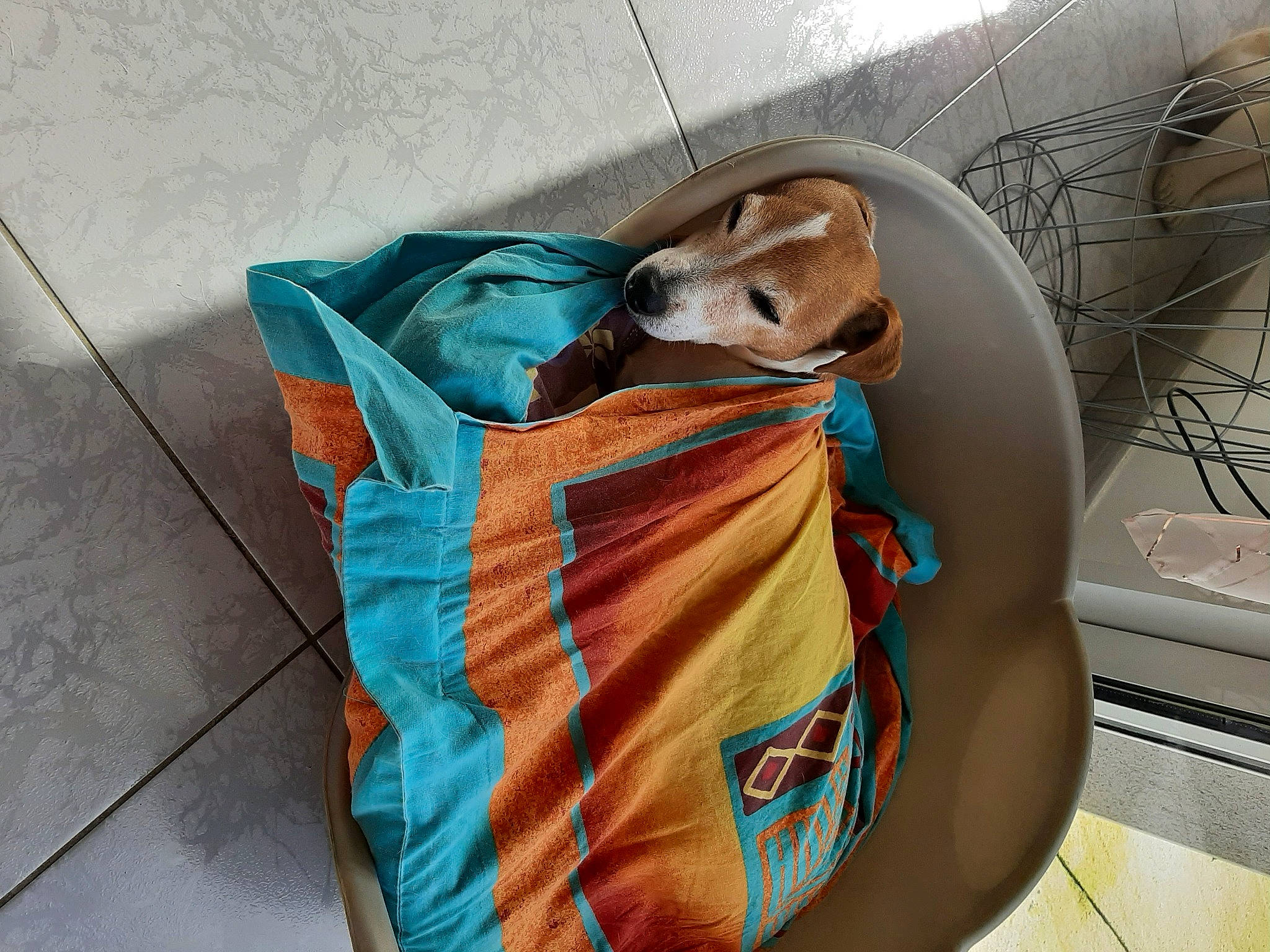 Jerry participe au concours pour gagner de l'argent avec cette photo : baby_carriage, baby_products, backpack, bag, baggage, canidae, carnivore, comfort, companion_dog, couch, dog_clothes, dog_supply, electric_blue, fashion_accessory, fawn, felidae, linens, luggage_and_bags, shoulder_bag, stuffed_toy