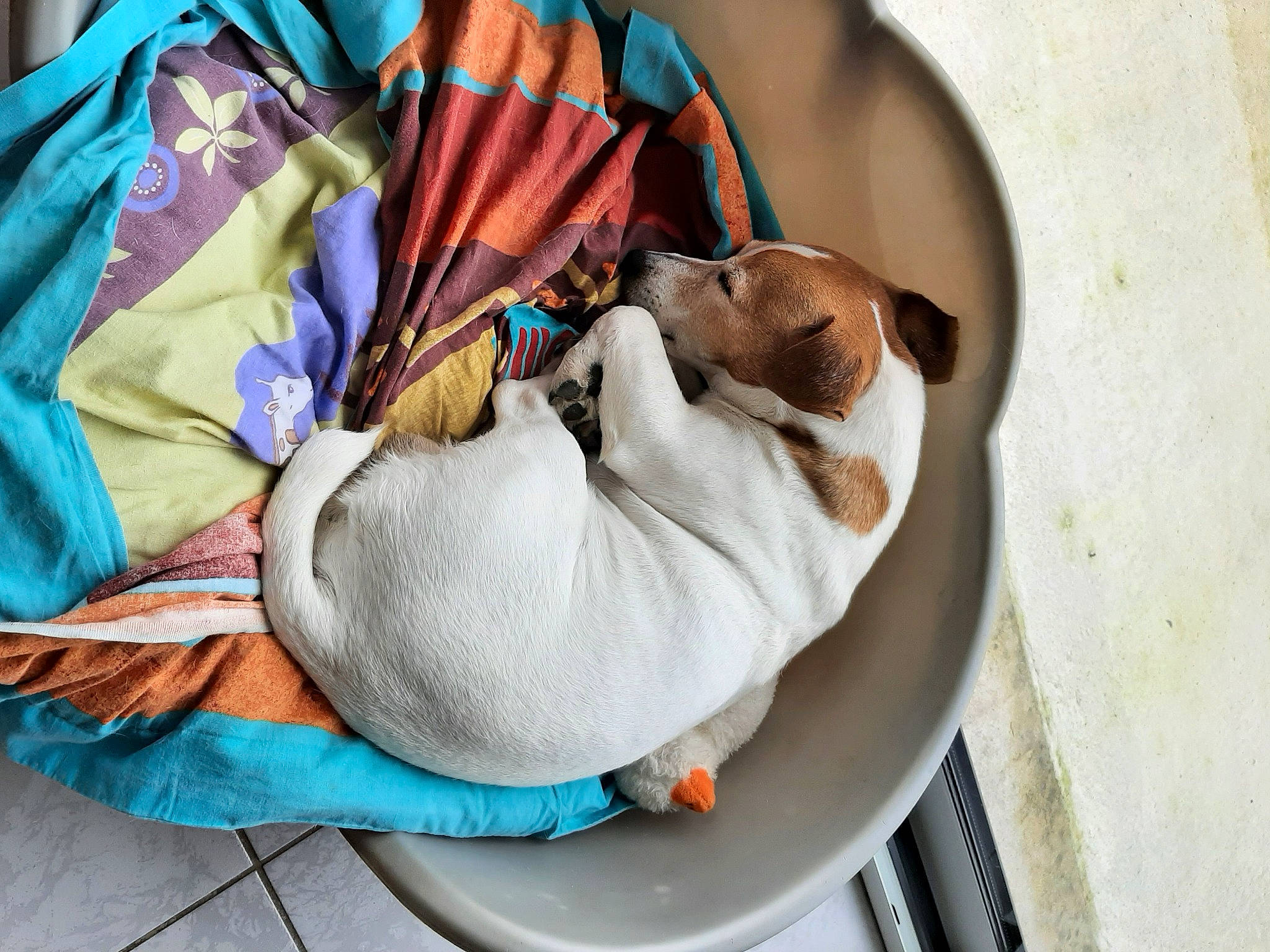 Jerry participe au concours pour gagner de l'argent avec cette photo : bag, canidae, carnivore, collar, comfort, companion_dog, dog, dog_bed, dog_breed, dog_supply, fawn, felidae, fur, linens, luggage_and_bags, nap, pet_supply, snout, sporting_group, working_animal