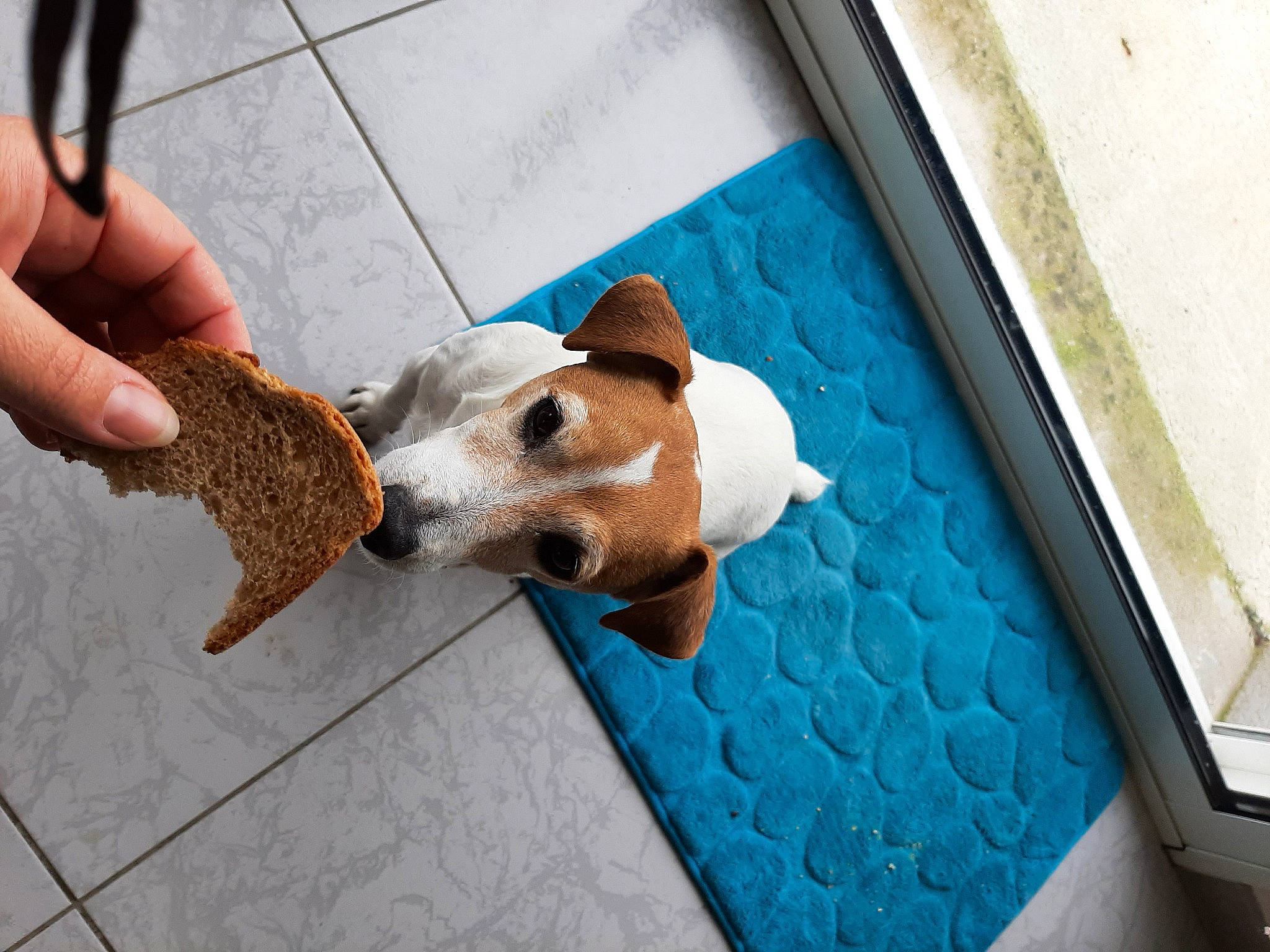 Jerry participe au concours pour gagner de l'argent avec cette photo : canidae, carnivore, collar, companion_dog, dog, dog_breed, dog_supply, electric_blue, eyewear, fawn, flooring, hound, pet_supply, scent_hound, snout, sporting_group, tail, vehicle_door, wood, working_animal