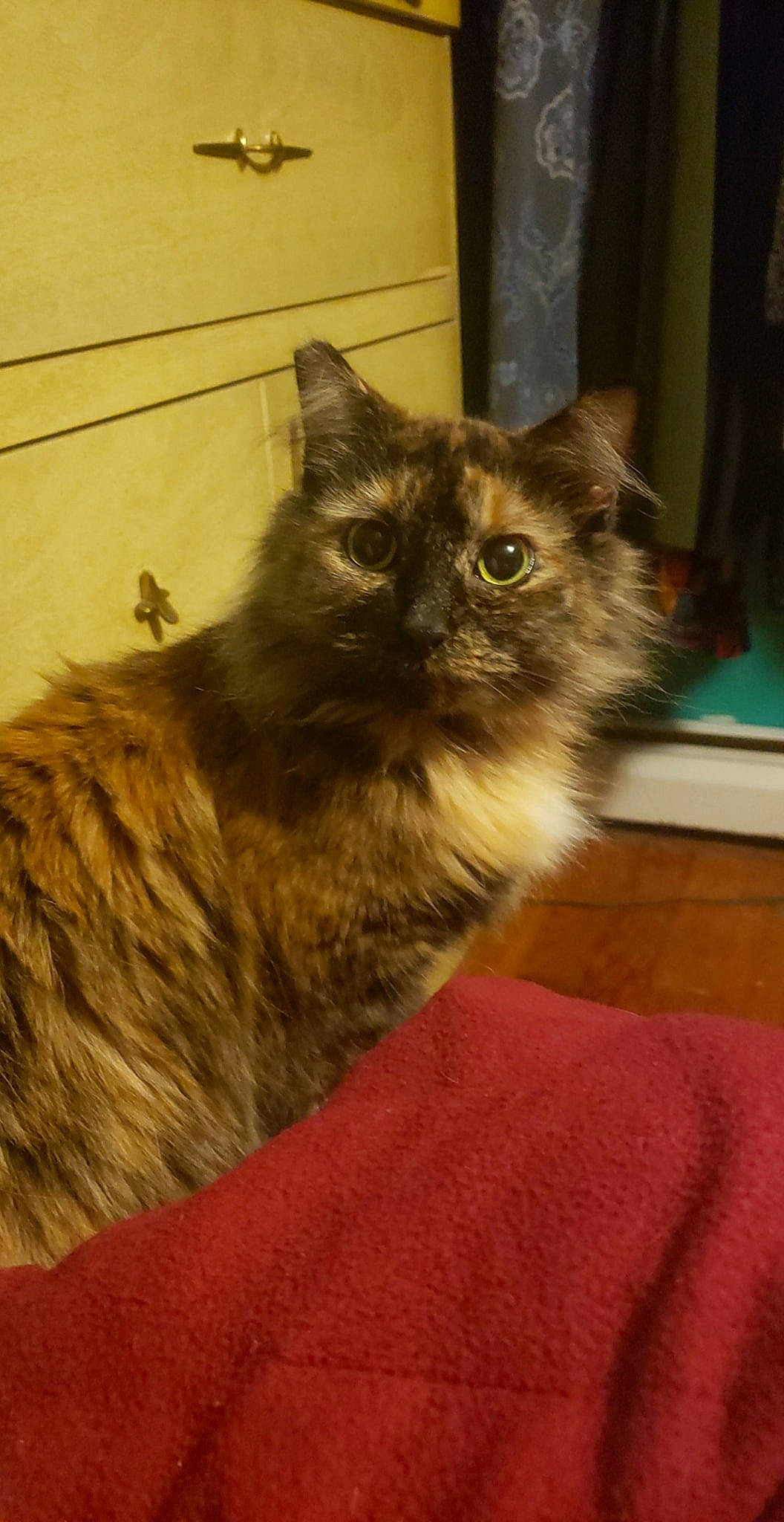 Catsy Cline joined the competition — help win amazing prizes! asian_semi_longhair, british_longhair, british_semi_longhair, carnivore, cat, cymric, domestic_long_haired_cat, domestic_short_haired_cat, fawn, felidae, kurilian_bobtail, maine_coon, mammal, norwegian_forest_cat, persian, ragamuffin, siberian, small_to_medium_sized_cats, vertebrate, whiskers