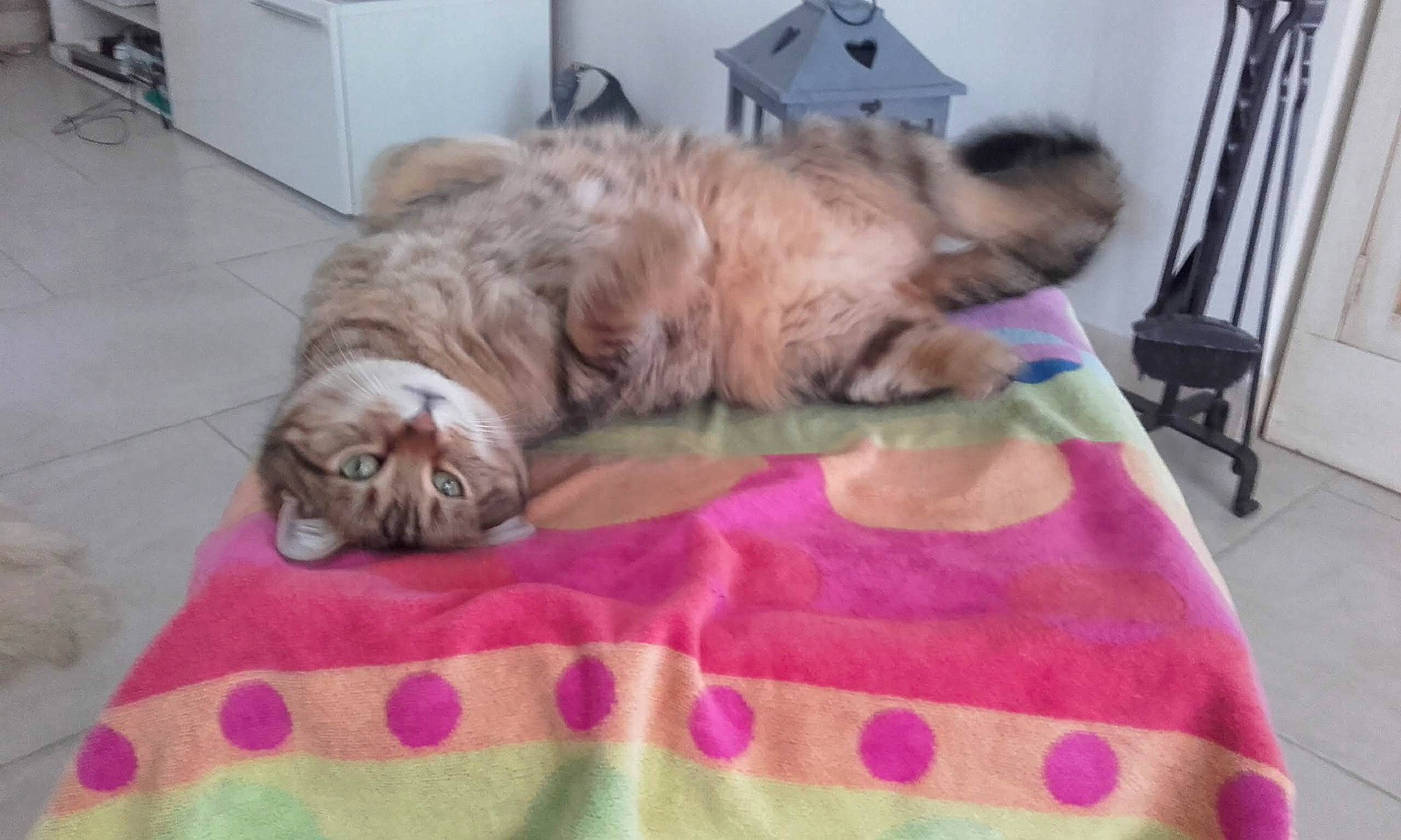 Cachou a rejoint le concours — aidez-le/la à gagner de superbes lots ! bed, canidae, carnivore, cat, claw, comfort, companion_dog, dog_breed, fawn, felidae, flooring, fur, linens, liver, nap, small_to_medium_sized_cats, snout, tail, terrestrial_animal, whiskers