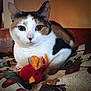 Annabelle is registered to the contest to win money with this photo: