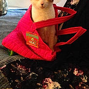 Annabelle is registered to the contest to win money with this photo: