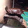 Tator Tot is registered to the contest to win money with this photo: