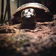 Tator Tot is registered to the contest to win money with this photo: