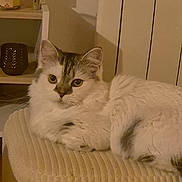 Alya participe au concours pour gagner de l'argent avec cette photo : cat, indoor, furniture, ottoman, relaxed, pet, white_cat, striped_cat, cozy, shelf, candle, bottle, home, warm_lighting, curious, resting, domestic_animal, closeup, soft_texture, quiet