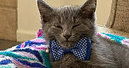 Bailey is registered to the contest to win money with this photo: cat, kitten, gray_cat, bow_tie, polka_dot, blanket, colorful_blanket, fuzzy, resting, sleepy, cozy, indoor, pet, cute, small_animal, feline, animal, relaxing, soft, comfort