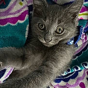 Bailey joined the competition — help win amazing prizes! kitten, gray_cat, cat, pet, animal, feline, cute, fur, whiskers, ears, eyes, blanket, colorful, pattern, cozy, indoor, closeup, young, paw, resting