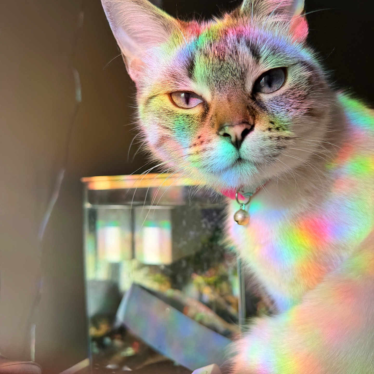 Zola is registered to the contest to win money with this photo: cat, feline, rainbow_light, colorful, indoor, pet, animal, whiskers, ears, eyes, collar, bell, closeup, portrait, cute, fur, domestic, mystical, lighting, reflection