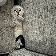 Zola is registered to the contest to win money with this photo: kitten, cat, couch, gray, furniture, pet, cute, cozy, paws, fur, whiskers, indoor, resting, small, animal, snug, relaxed, texture, seat, playful