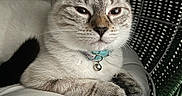 Zola is registered to the contest to win money with this photo: cat, feline, pet, collar, bell, cushion, chair, wicker, relaxed, indoor, animal, closeup, whiskers, ears, paw, fur, portrait, resting, domestic, cute