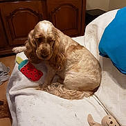 Fausto Ulko a rejoint le concours — aidez-le/la à gagner de superbes lots ! beige, blue_pillow, brown, couch, cozy, dog, fur, furniture, home, indoor, living_room, pet, plush, quilt, relaxing, seated, stuffed_toy, toy, watermelon_cushion, wooden_cabinet
