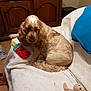 beige, blue_pillow, brown, couch, cozy, dog, fur, furniture, home, indoor, living_room, pet, plush, quilt, relaxing, seated, stuffed_toy, toy, watermelon_cushion, wooden_cabinet