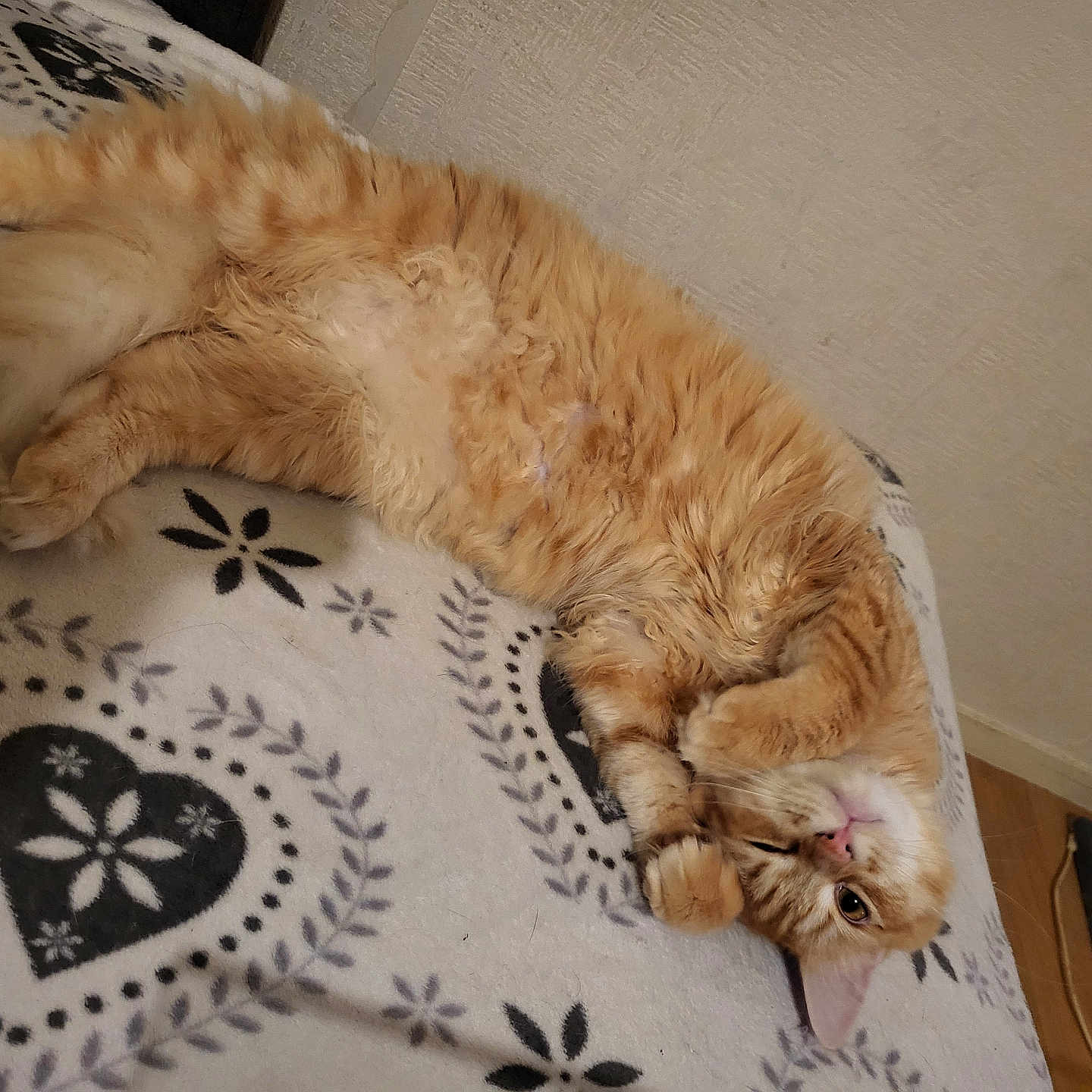 Simba a rejoint le concours — aidez-le/la à gagner de superbes lots ! abyssinian, animal, architecture, bed, blanket, cat, chair, couch, cushion, furniture, hardwood, homedecor, indoors, interiordesign, kitten, linen, manx, pet, plywood, wood