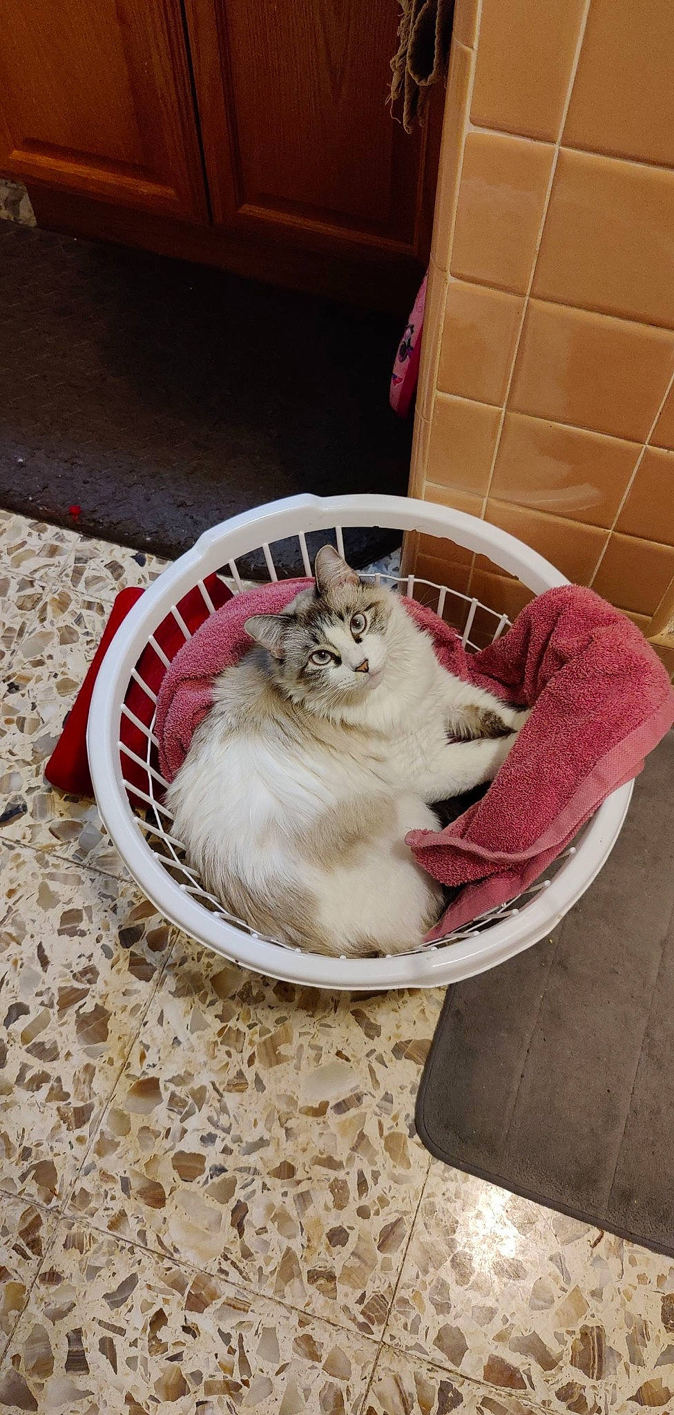 Halo joined the competition — help win amazing prizes! cabinetry, carnivore, cat, cat_supply, comfort, companion_dog, couch, domestic_short_haired_cat, fawn, felidae, floor, flooring, fur, hardwood, paw, pet_supply, small_to_medium_sized_cats, tail, whiskers, wood