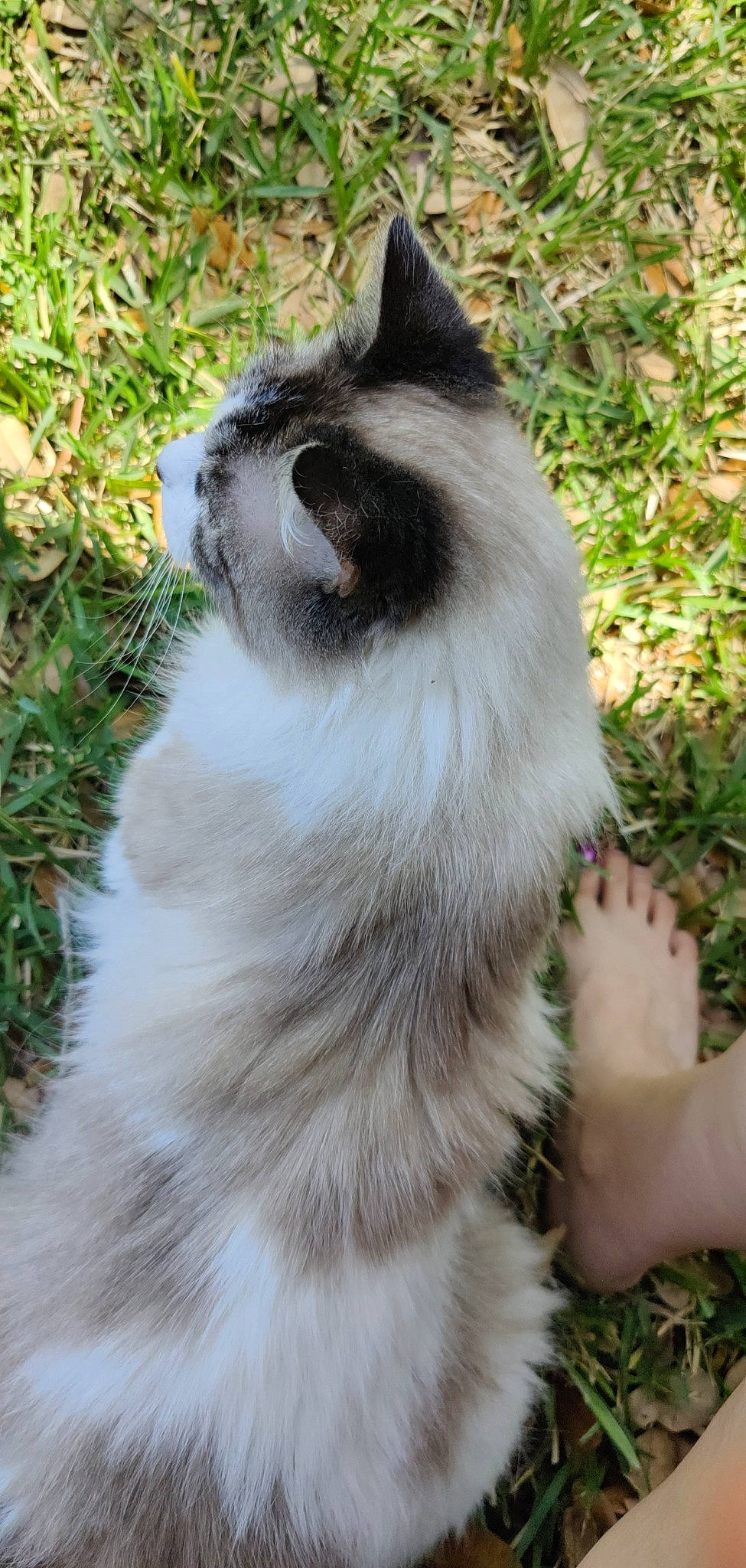 Halo joined the competition — help win amazing prizes! balinese, birman, british_longhair, carnivore, cat, dog_breed, domestic_short_haired_cat, eye, fawn, felidae, foot, fur, grass, iris, plant, small_to_medium_sized_cats, snout, tail, terrestrial_animal, whiskers