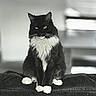 Jack is registered to the contest to win money with this photo: black_and_white, blurred_background, cat, couch, eyes, fur, furniture, home_interior, indoor, monochrome, paw, pet, portrait, regal, sitting, sofa_back, stare, tuxedo_cat, whiskers, white_paws