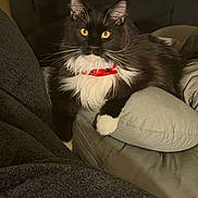 Jack is registered to the contest to win money with this photo: black_fur, blanket, cat, close_up, feline, indoor, long_haired_cat, paw, pet, pillow, portrait, red_collar, relaxed, sitting, sofa, tuxedo_cat, whiskers, white_chest, white_fur, yellow_eyes
