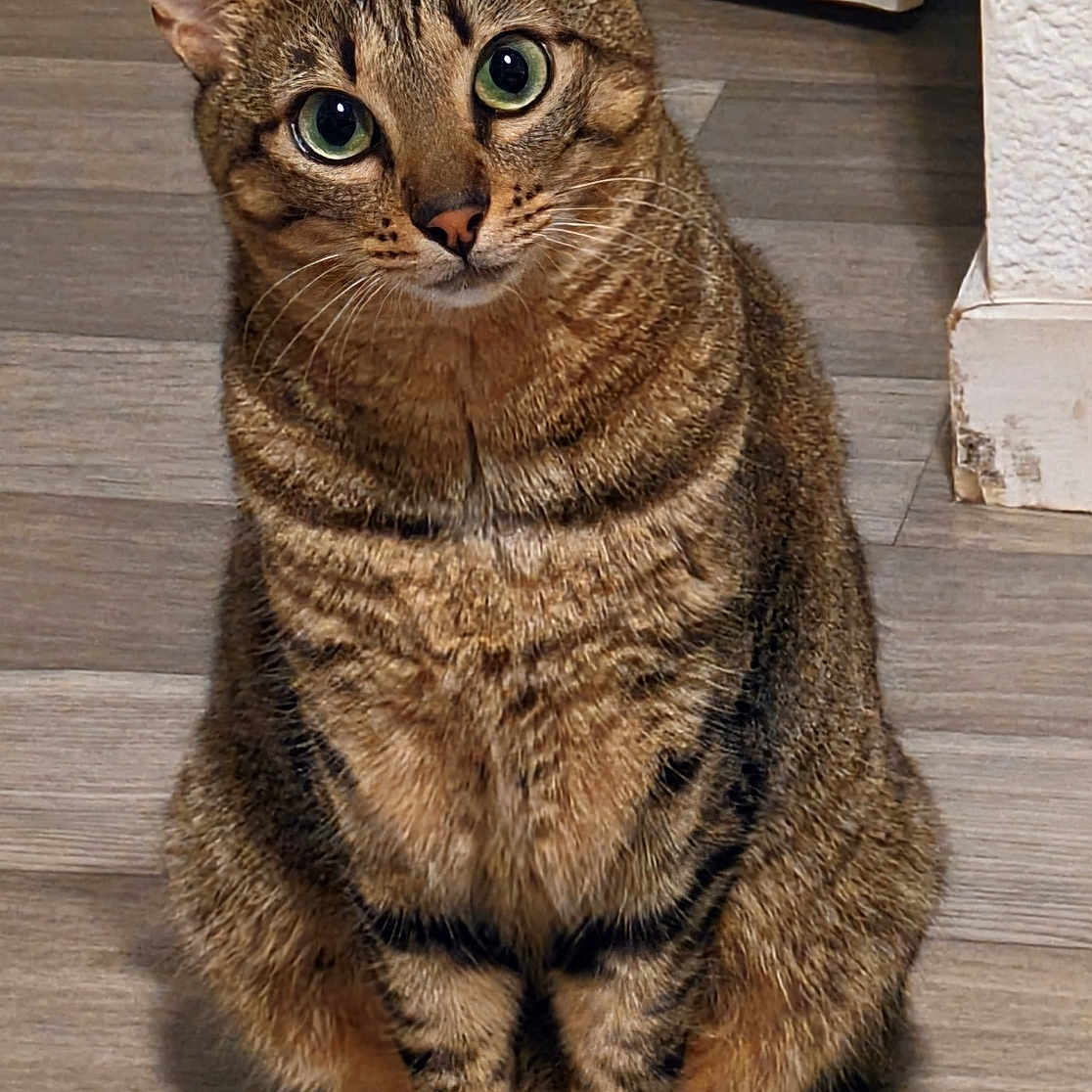 Cécé a rejoint le concours — aidez-le/la à gagner de superbes lots ! abyssinian, animal, cat, egyptiancat, hardwood, kitten, manx, pet, plywood, wood