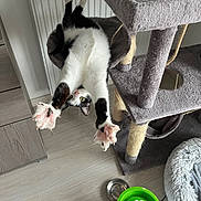 Rio a rejoint le concours — aidez-le/la à gagner de superbes lots ! cat, black_and_white, cat_tree, pet_bed, water_fountain, flower_design, wooden_floor, radiator, indoor, stretching, playful, furniture, cozy, pet_accessory, home, animal, paw, upside_down, relaxation, cute