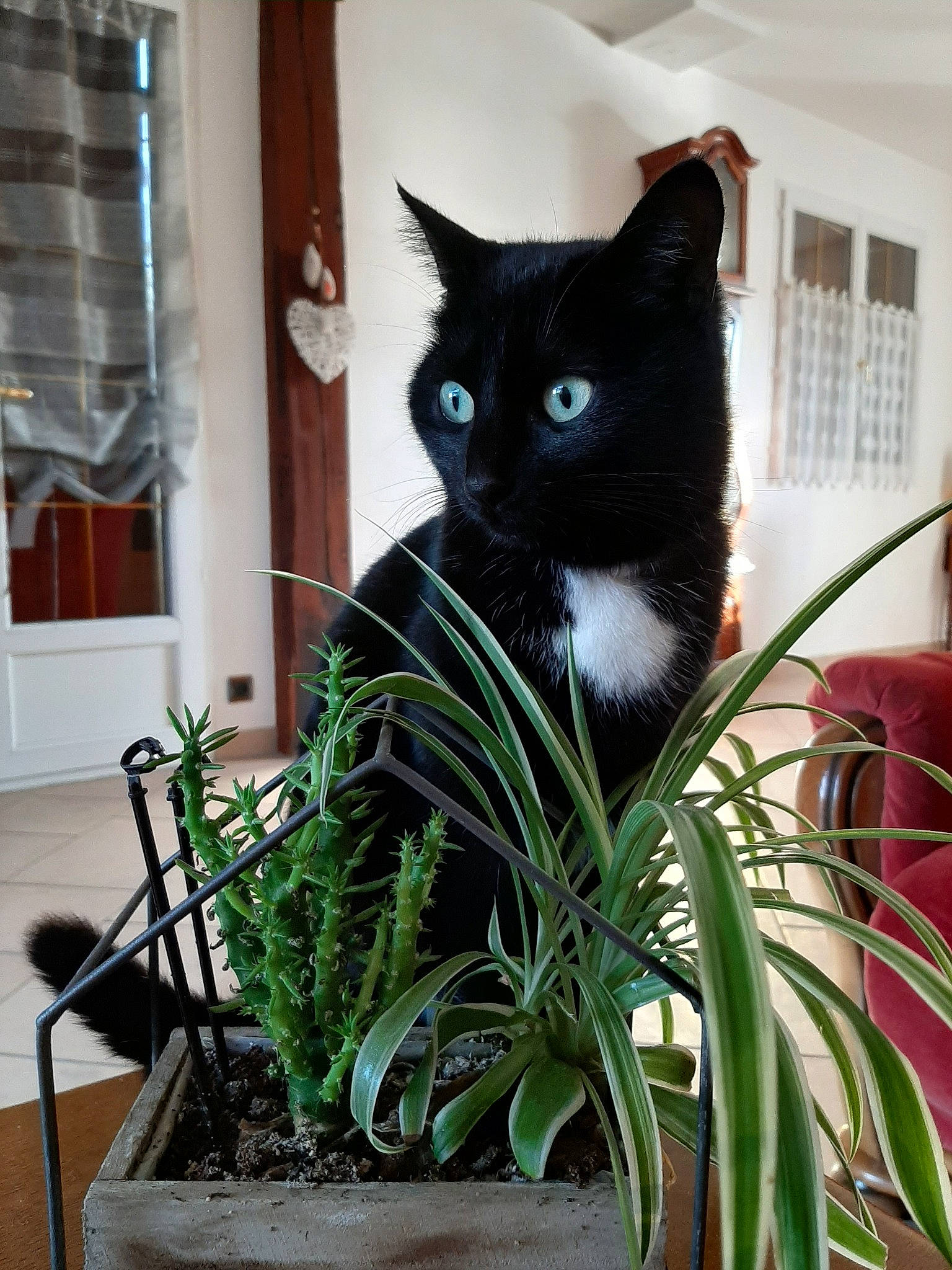 Malou participe au concours pour gagner de l'argent avec cette photo : asian, black_cat, carnivore, cat, domestic_short_haired_cat, european_shorthair, felidae, flower, grass, houseplant, plant, small_to_medium_sized_cats, tail, whiskers, window