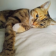 Dora a rejoint le concours — aidez-le/la à gagner de superbes lots ! cat, tabby, pet, animal, feline, sleepy, relaxed, paw, whiskers, fur, closeup, indoor, resting, cute, soft, mammal, domestic, laying, portrait, eye