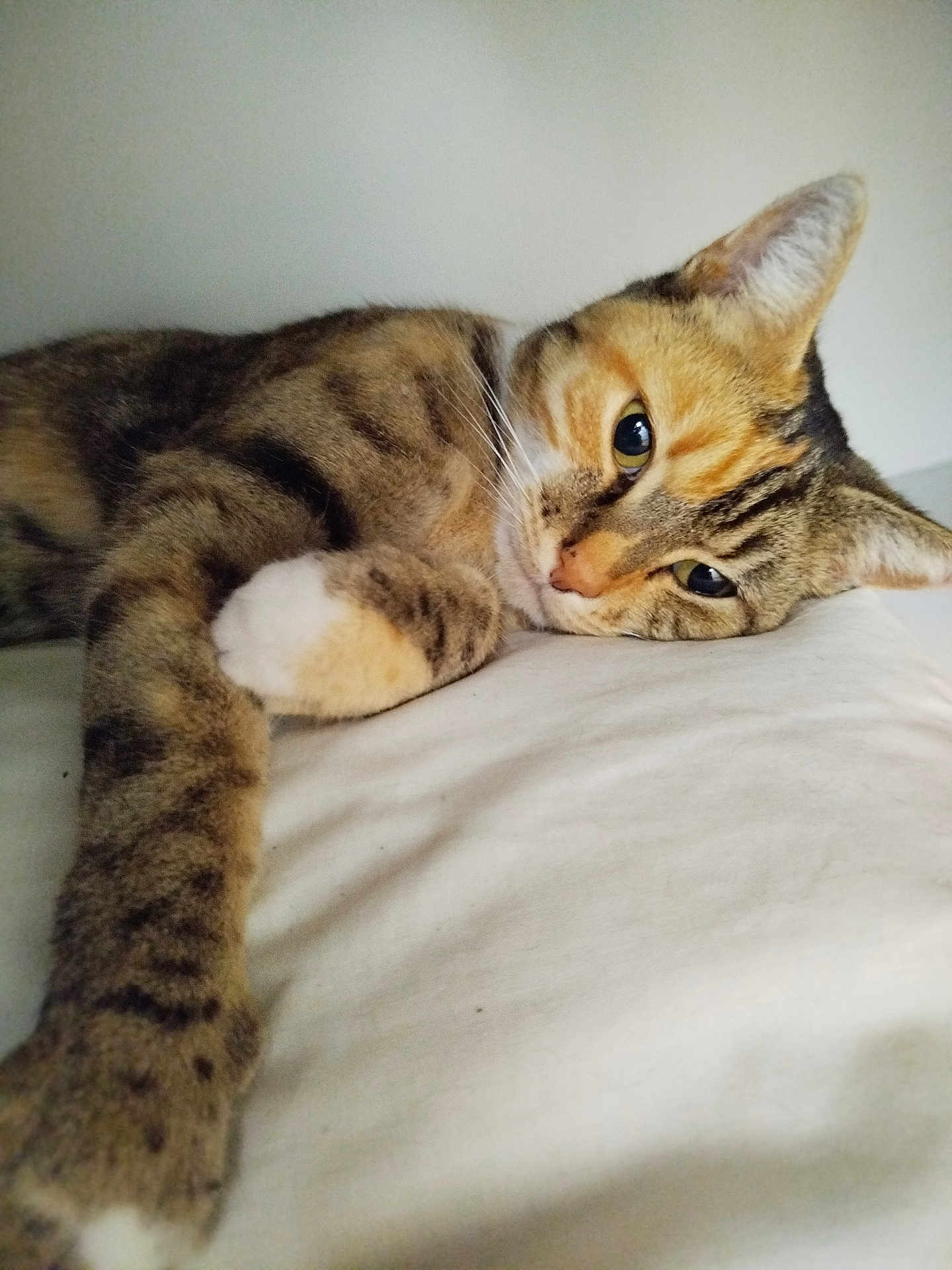 Dora a rejoint le concours — aidez-le/la à gagner de superbes lots ! cat, tabby, pet, animal, feline, sleepy, relaxed, paw, whiskers, fur, closeup, indoor, resting, cute, soft, mammal, domestic, laying, portrait, eye