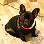 Azure a rejoint le concours — aidez-le/la à gagner de superbes lots ! adorable, animal, black_dog, companion, cords, cute, dog, domestic_animal, floor_tiles, fluffy_bed, french_bulldog, fur, indoor, looking_at_camera, pet, pink_collar, puppy, seated, small_dog, sweater
