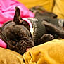 animal, black_dog, blanket, canine, couch, cozy, cute, dog, domestic_animal, french_bulldog, fur, indoor, paw, pet, relaxed, resting, sleeping, soft, tongue, wearing_clothes