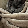 Kylo is registered to the contest to win money with this photo: animal, blanket, cat, close_up, comfort, cozy, cute, ears, eyes, face, fur, gray_cat, indoor, mammal, pet, relaxed, resting, soft_texture, warm, whiskers