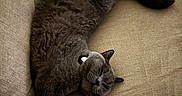 Kylo is registered to the contest to win money with this photo: animal, cat, collar, couch, cozy, cute, domestic, feline, fur, gray_cat, indoor, mammal, paws, pet, relaxing, resting, sleeping, sofa, tail, whiskers