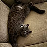 animal, cat, collar, couch, cozy, cute, domestic, feline, fur, gray_cat, indoor, mammal, paws, pet, relaxing, resting, sleeping, sofa, tail, whiskers