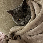 Kylo is registered to the contest to win money with this photo: amber_eyes, animal, blanket, cat, closeup, comfort, couch, cozy, cute, feline, fur, gray_cat, home, indoor, pet, relaxed, resting, snug, soft_texture, wrapped