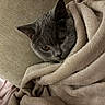 amber_eyes, animal, blanket, cat, closeup, comfort, couch, cozy, cute, feline, fur, gray_cat, home, indoor, pet, relaxed, resting, snug, soft_texture, wrapped