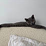 Mylo is registered to the contest to win money with this photo: amber_eyes, animal, cat, comfortable, couch, cozy, curious, domestic_cat, feline, fur, gray_cat, home, indoor, pet, pillow, relaxed, resting, sofa, stretching, texture
