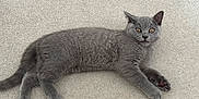 Mylo is registered to the contest to win money with this photo: animal, carpet, cat, curious, cute, domestic_cat, ears, feline, fur, gray_cat, indoor, kitten, lying_down, paws, pet, relaxed, small_animal, tail, whiskers, young