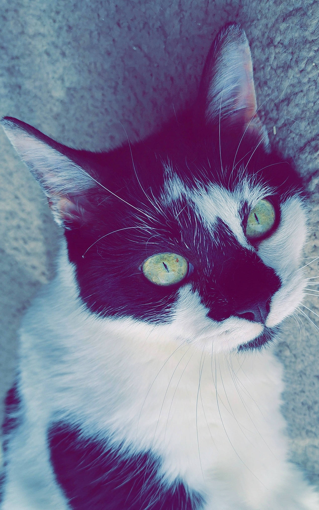 Cooki participe au concours pour gagner de l'argent avec cette photo : art, black_cat, carnivore, cat, domestic_short_haired_cat, electric_blue, eye, felidae, fur, happy, head, illustration, iris, love, paw, small_to_medium_sized_cats, snout, tail, whiskers, window