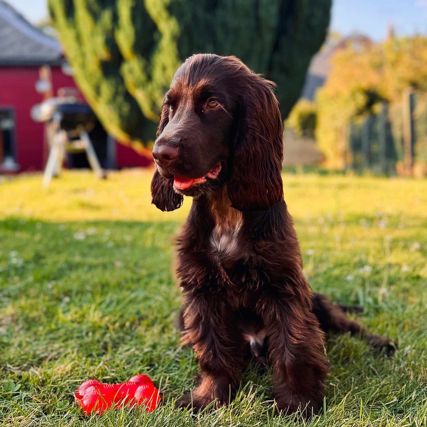Voltaire participe au concours pour gagner de l'argent avec cette photo : animal, architecture, building, canine, cockerspaniel, countryside, dog, field, grass, grassland, hound, lawn, nature, outdoors, pet, plant, pointer, puppy, shelter, terrier