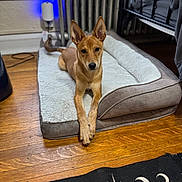Cody is registered to the contest to win money with this photo: dog, pet_bed, wooden_floor, indoor, animal, bedroom, crossed_paws, curious, brown_dog, floor_rug, celestial_pattern, radiator, window, black_rug, cozy, furniture, relaxed, domestic, ears_up, looking_at_camera