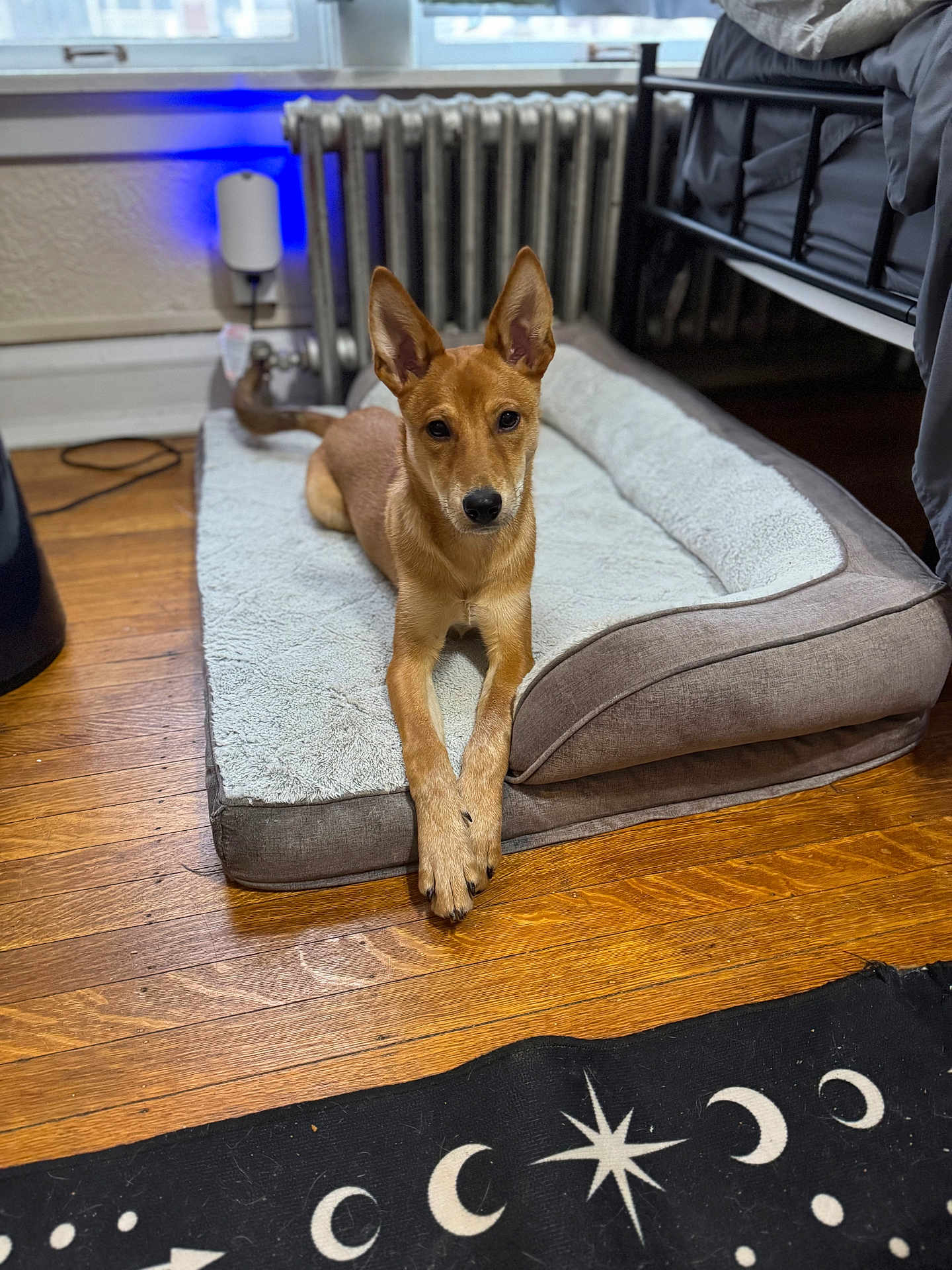 Cody is registered to the contest to win money with this photo: dog, pet_bed, wooden_floor, indoor, animal, bedroom, crossed_paws, curious, brown_dog, floor_rug, celestial_pattern, radiator, window, black_rug, cozy, furniture, relaxed, domestic, ears_up, looking_at_camera