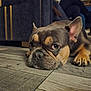 dog, french_bulldog, pet, indoor, floor, wooden_floor, resting, close_up, brown, black, ears, face, animal, canine, domestic_animal, home, furniture, cabinet, person, relaxed