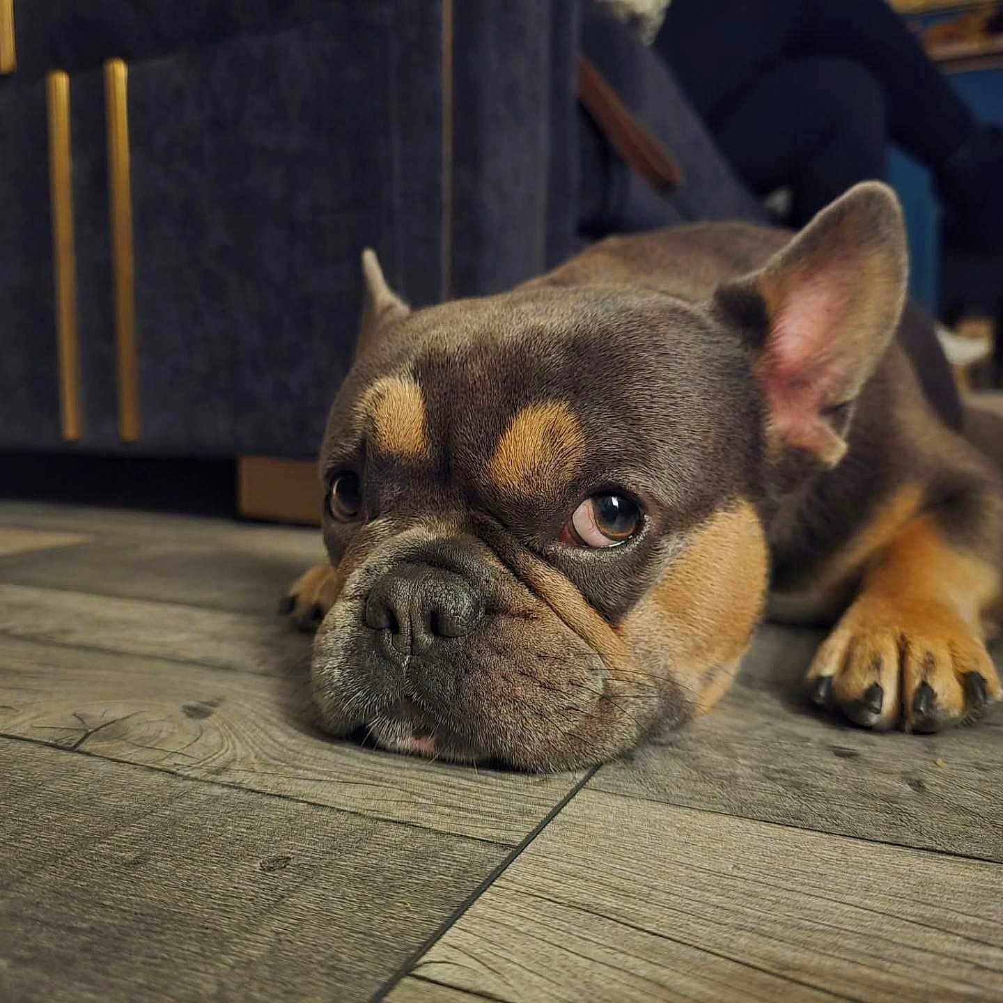 Tonk joined the competition — help win amazing prizes! animal, black, brown, cabinet, canine, close_up, dog, domestic_animal, ears, face, floor, french_bulldog, furniture, home, indoor, person, pet, relaxed, resting, wooden_floor