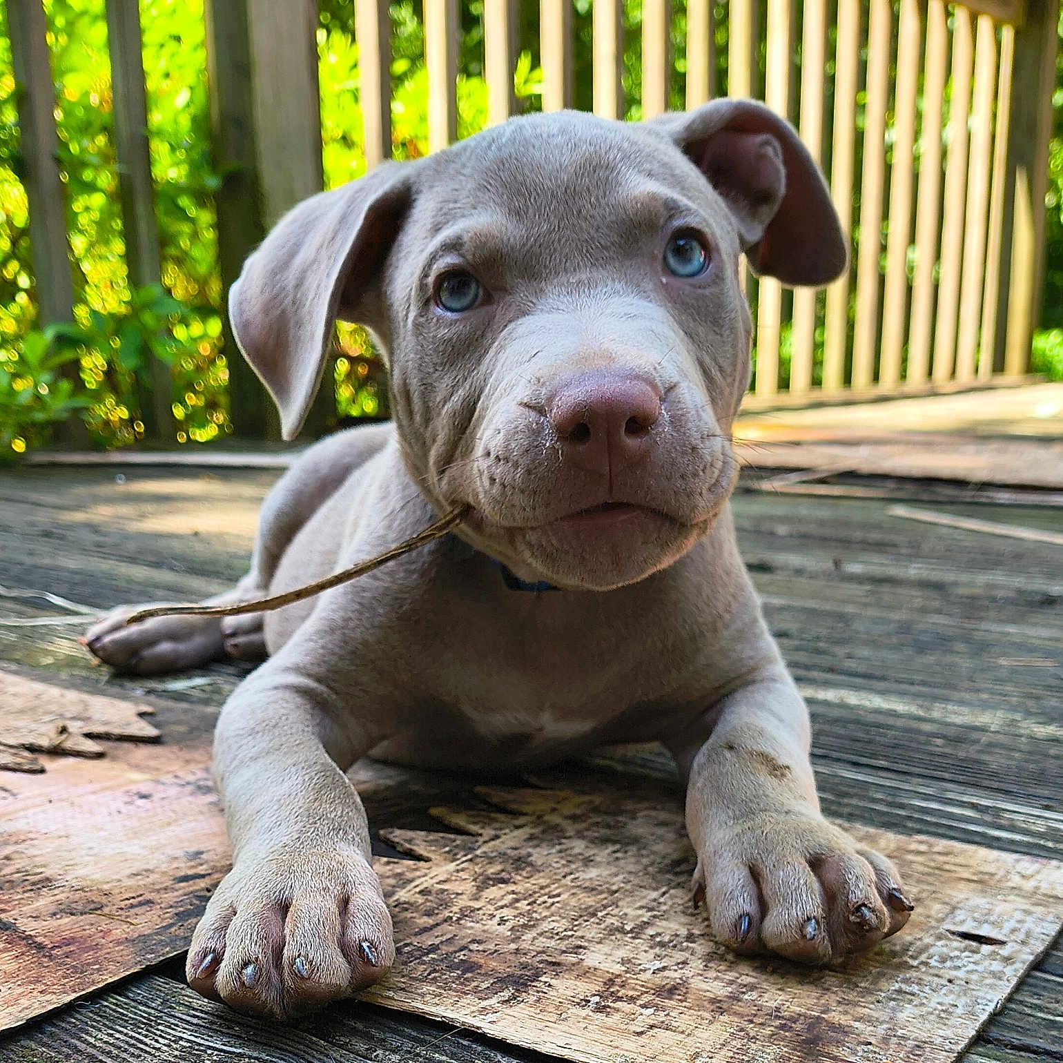 Boulder joined the competition — help win amazing prizes! animal, closeup, cute, daylight, dog, ears, fur, greenery, lying_down, nature, outdoor, paw, pet, playful, puppy, snout, stick, tongue_out, wooden_deck, young_dog