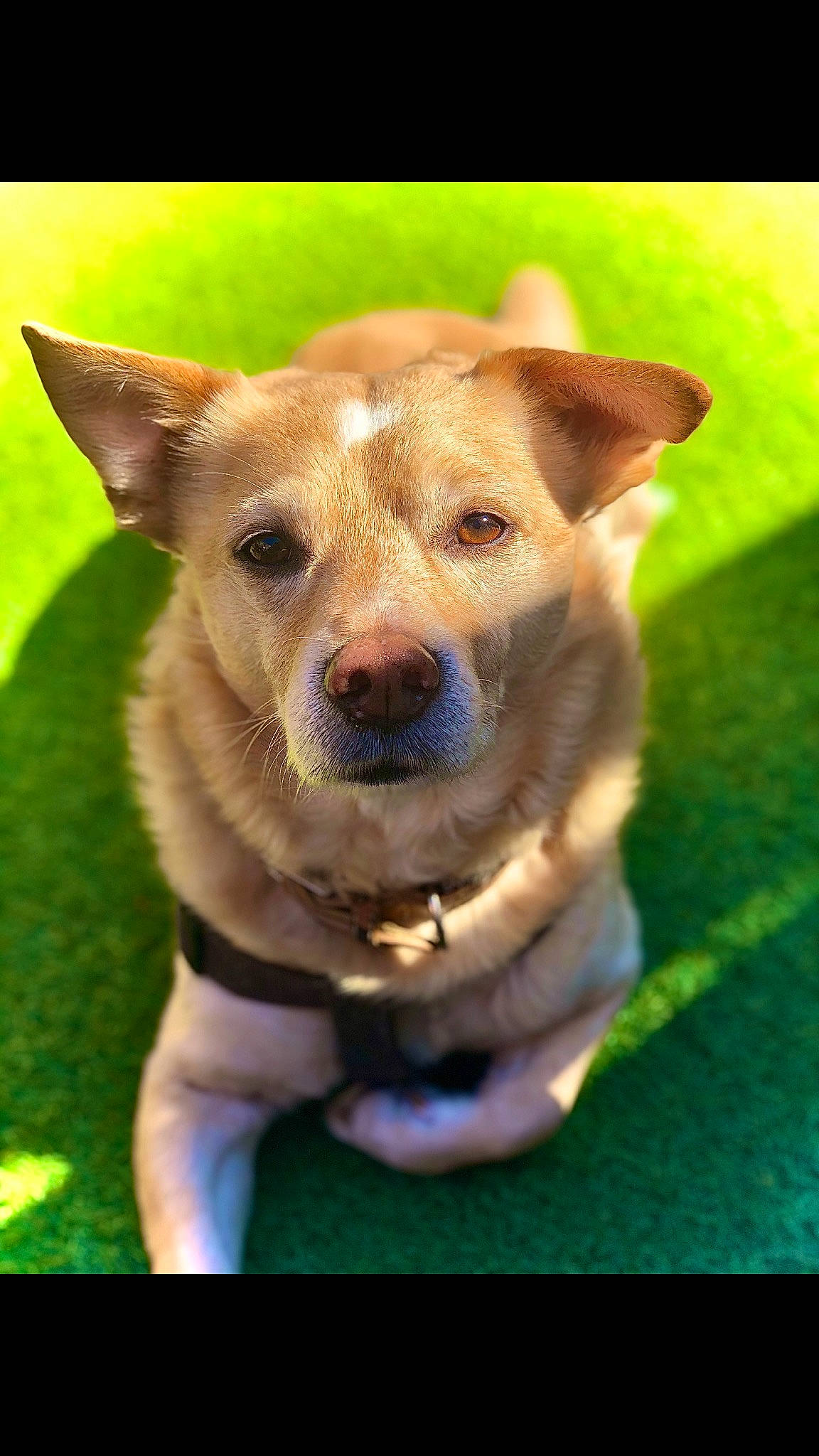 Clayton a rejoint le concours — aidez-le/la à gagner de superbes lots ! ancient_dog_breeds, canidae, carnivore, carolina_dog, companion_dog, dog, dog_breed, fawn, labrador_retriever, mammal, nose, potcake_dog, puppy, rare_breed_dog, snout, sporting_group, street_dog, vertebrate, whiskers