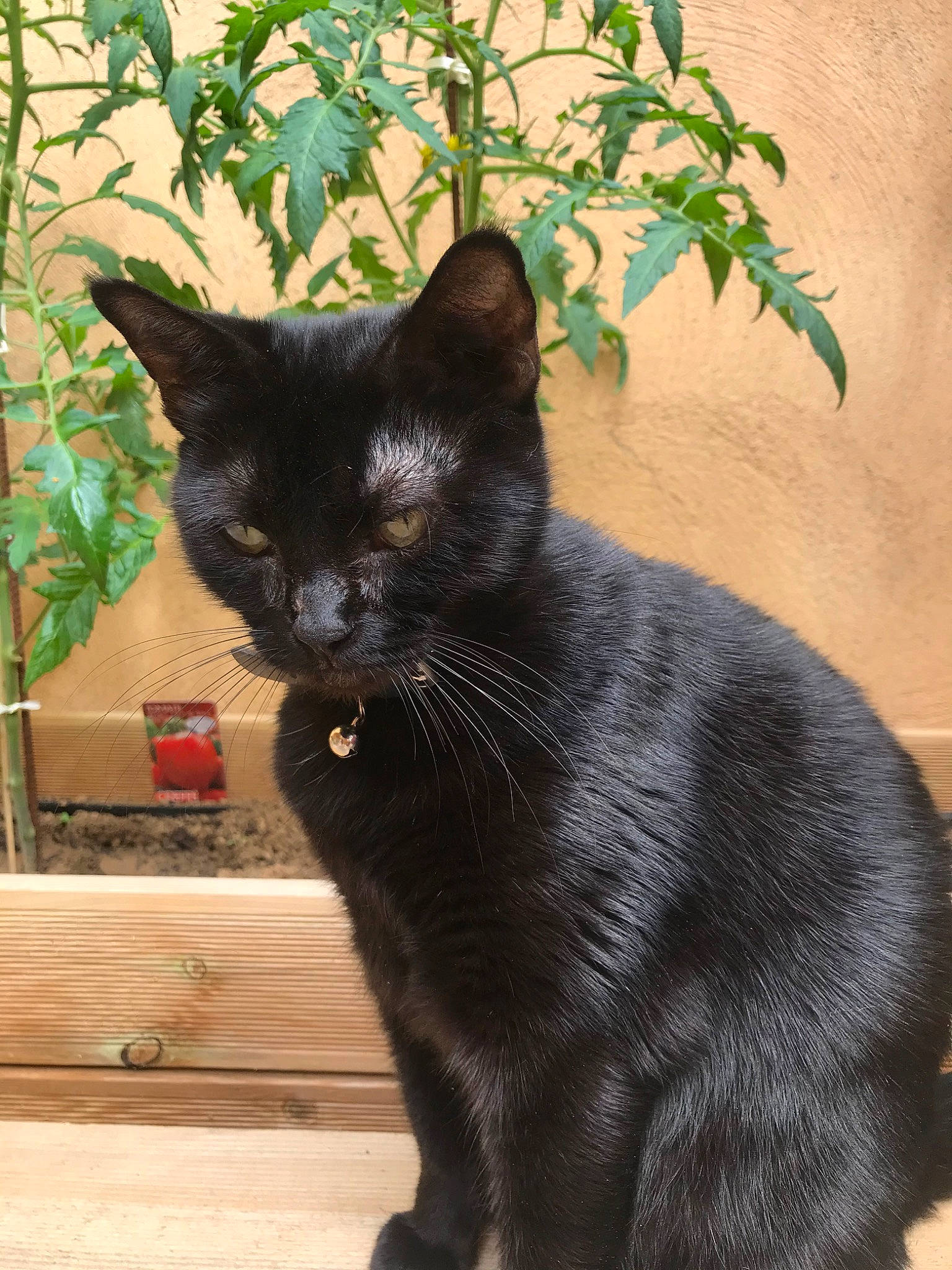 Clayton a rejoint le concours — aidez-le/la à gagner de superbes lots ! asian, black, black_cat, bombay, burmese, carnivore, cat, domestic_short_haired_cat, felidae, fur, havana_brown, korat, mammal, plant, polydactyl_cat, small_to_medium_sized_cats, snout, tail, vertebrate, whiskers