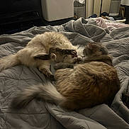 Leta joined the competition — help win amazing prizes! cat, cats, bed, blanket, indoor, playful, fur, tabby, fluffy, animal, pet, tail, domestic, cozy, comfort, room, feline, resting, interaction