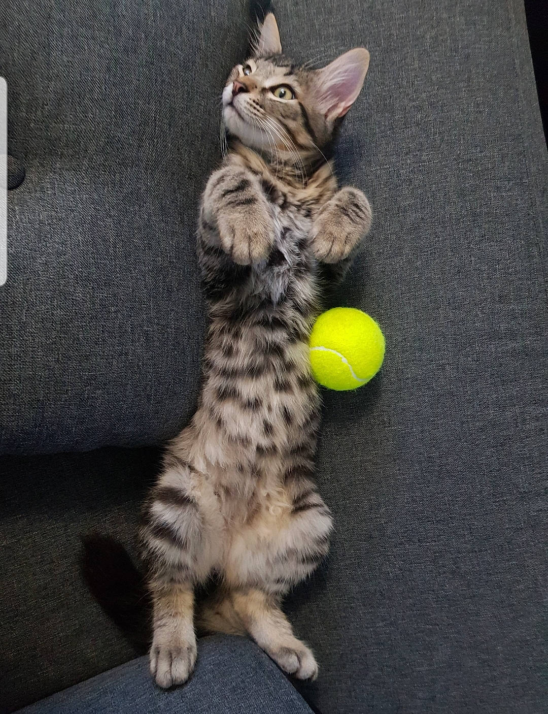 Sangoten participe au concours pour gagner de l'argent avec cette photo : carnivore, cat, claw, domestic_short_haired_cat, felidae, foot, fur, paw, sitting, small_to_medium_sized_cats, snout, tail, toy, whiskers